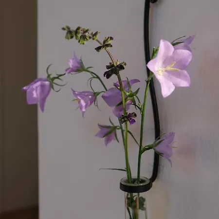 Apartmentvillasolomon7 - Dunakanyar Panoramas Visegrád